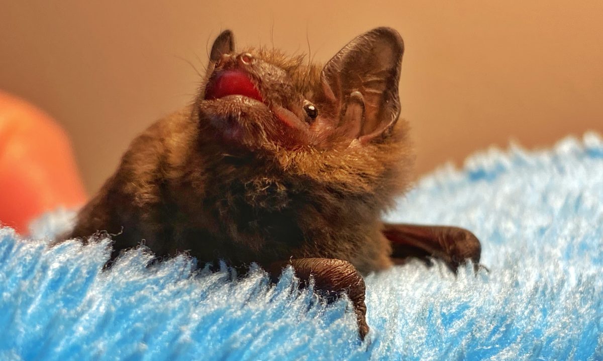 Vortrag: Fledermäuse – Lautlos durch die Nacht