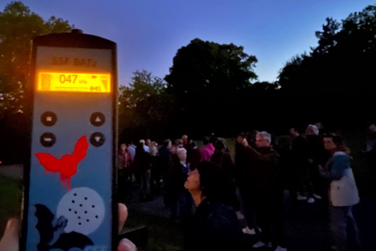 Fledermausführung im Nordpark – Unterwegs im Grünen